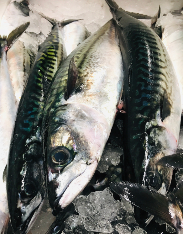 Fiskar på kylning